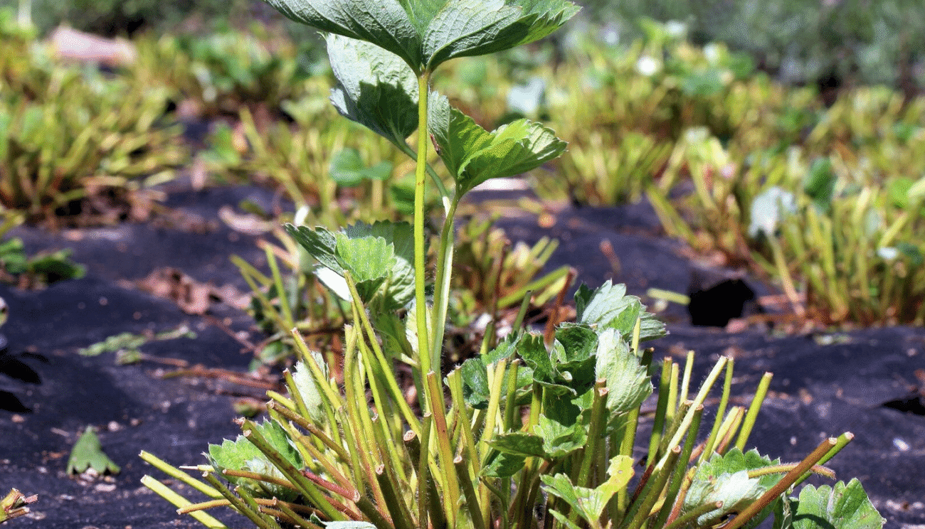 Як доглядати за полуницею після збору врожаю: інструкція на липень-серпень