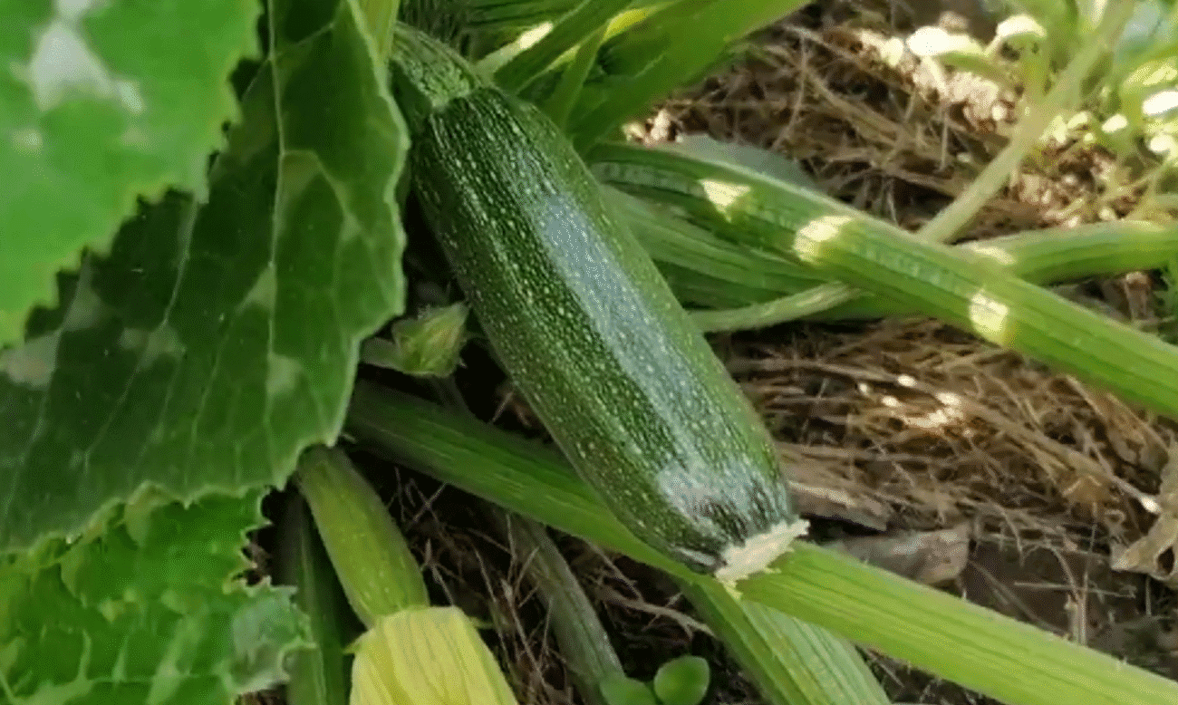 Чим підгодувати кабачки у Липні, щоб плодоносили до осені