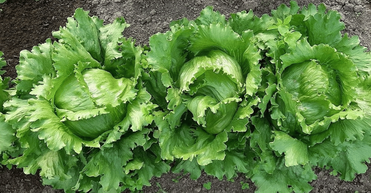 Липень - чудовий місяць для нового посіву. Що посадити на городі у липні: прості поради для дачників