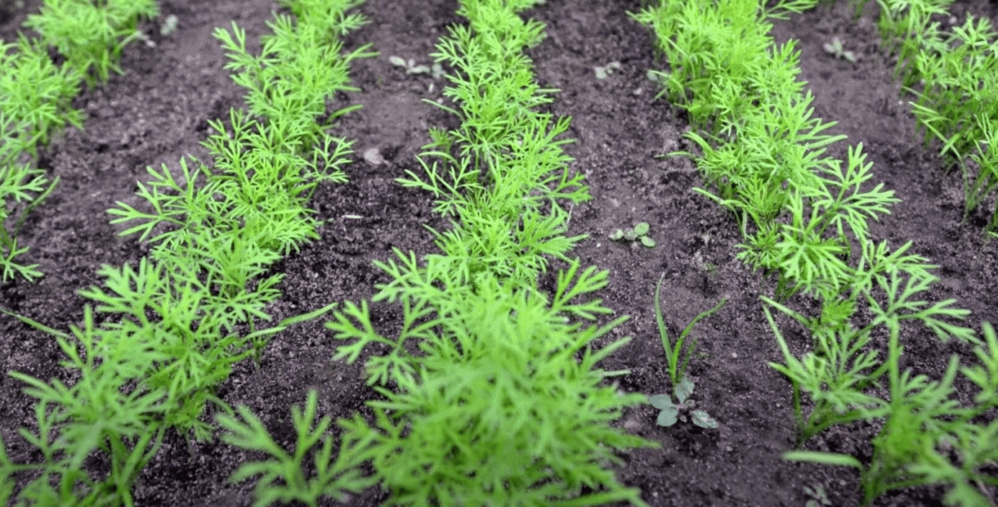 що посадити у липні