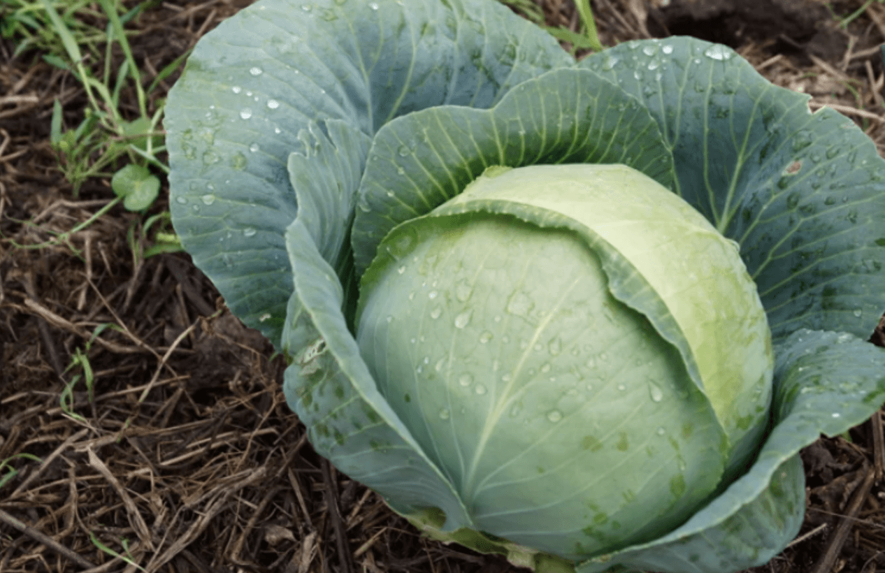 підживлення капусти у липні