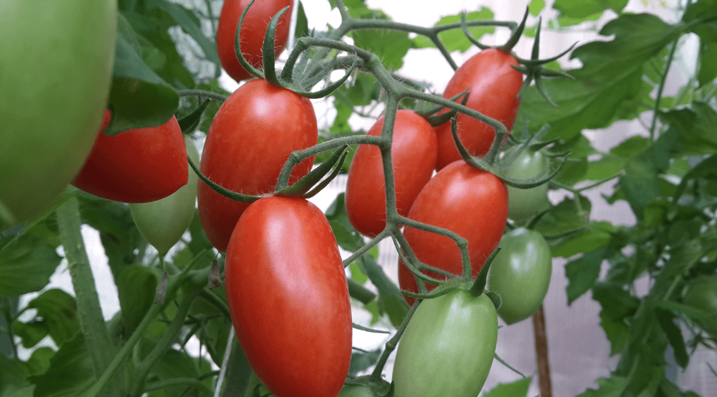 догляд за помідорами