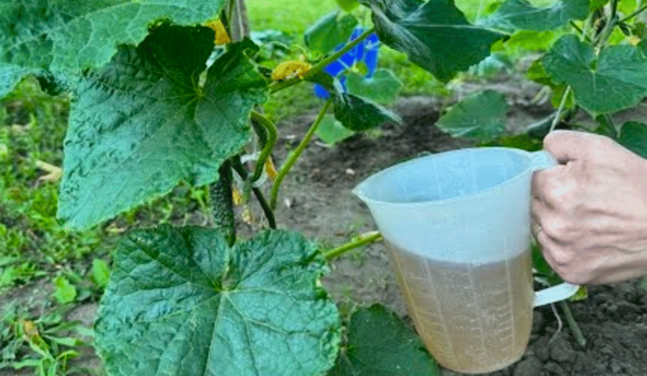 Поливайте свої огірки зараз цією натуральною добавкою! Урожай буде подвійним і без хвороб!