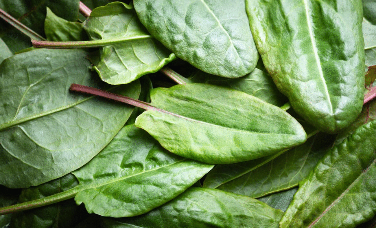 У чому користь щавлю і кому краще від нього відмовитись