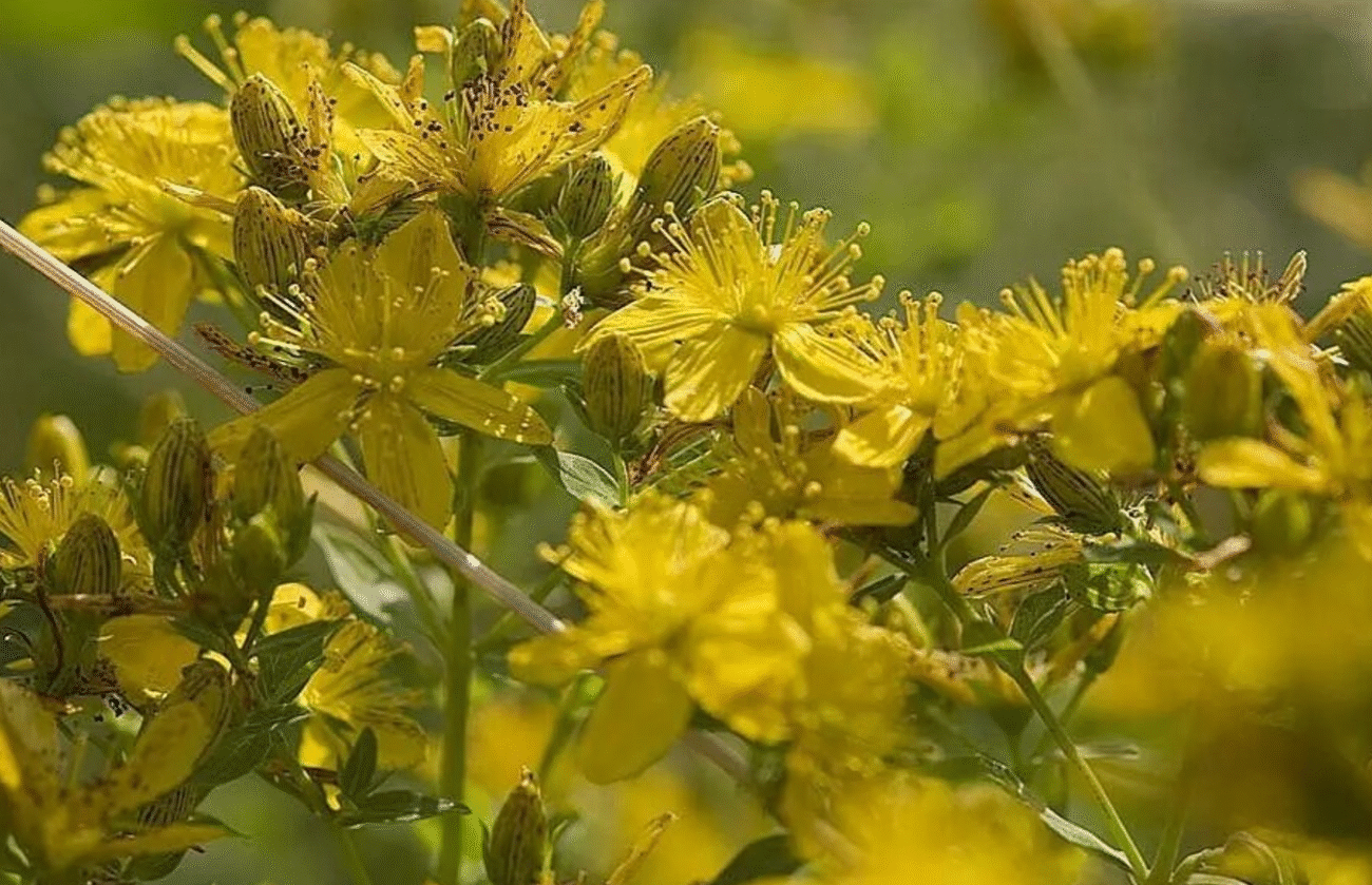 Звіробій замість таблеток: як трава з поля допомагає кожному в родині