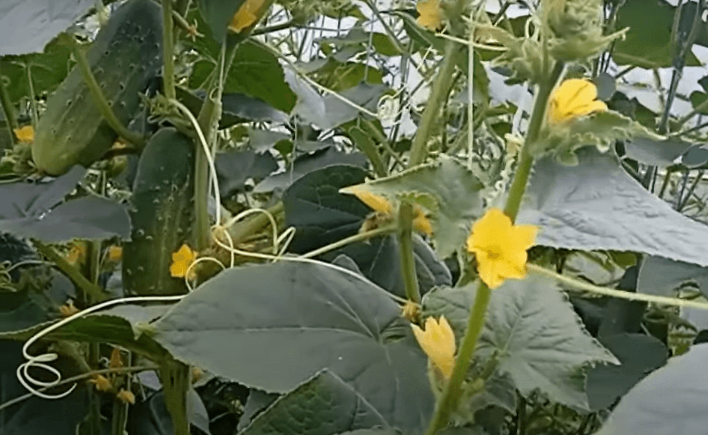 від пожовтіння огірків