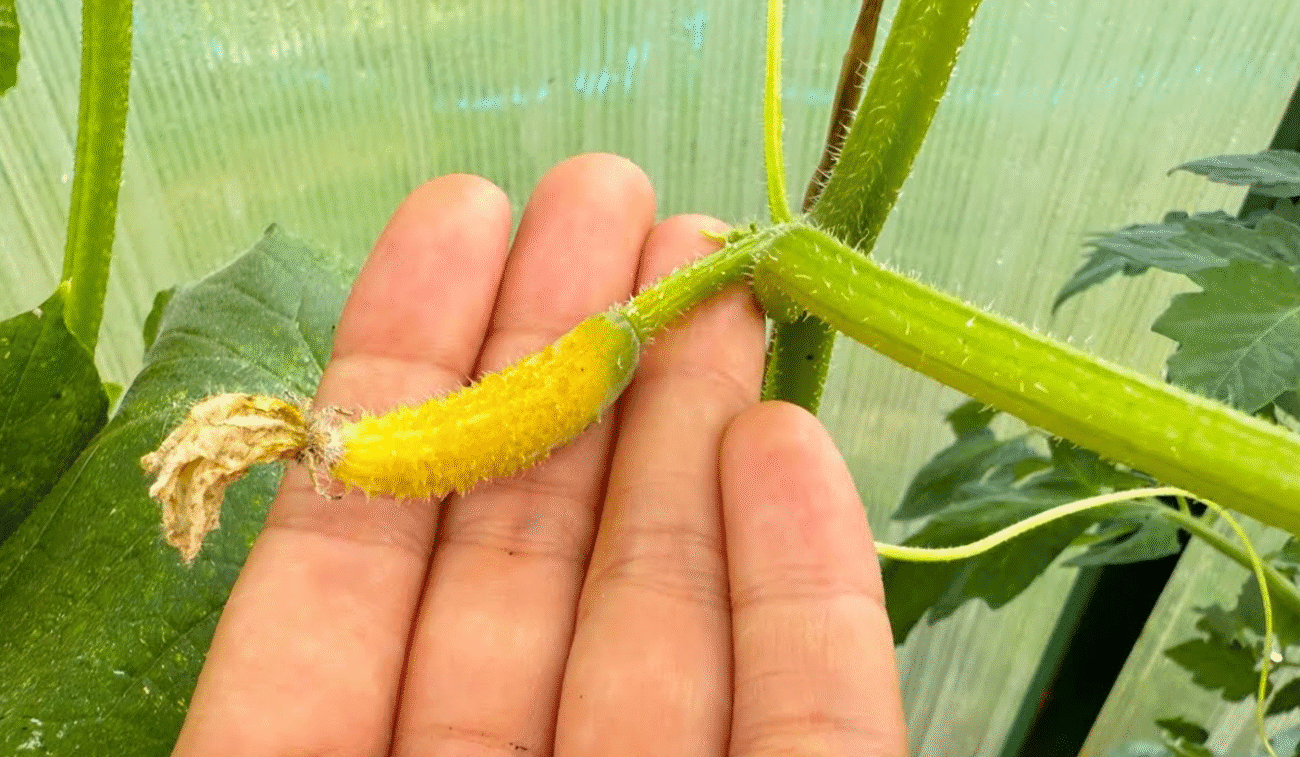 Жовтіють зав'язі Огірків- терміново полийте цим і вони знову позеленіють. Огірки завалять урожаєм