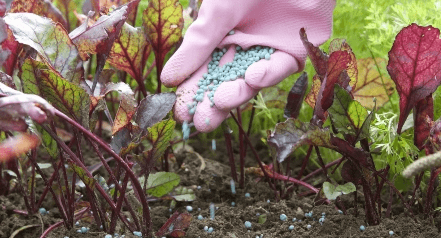 Як підживити буряки в липні, щоб коренеплоди були солодкі й соковиті