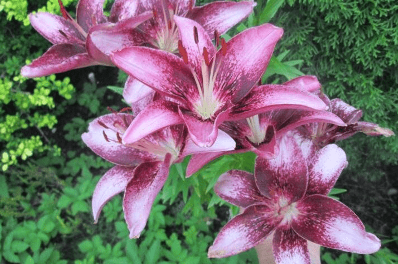 Тепер тільки правильне "підживлення лілій" протягом усього сезону. Цвітіння - виходить рясним, та й триває довше