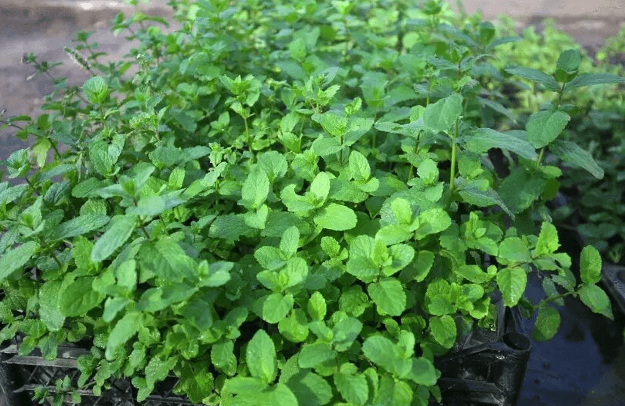 М'ята - природний союзник здоров’я: користь для тіла, нервів і травлення