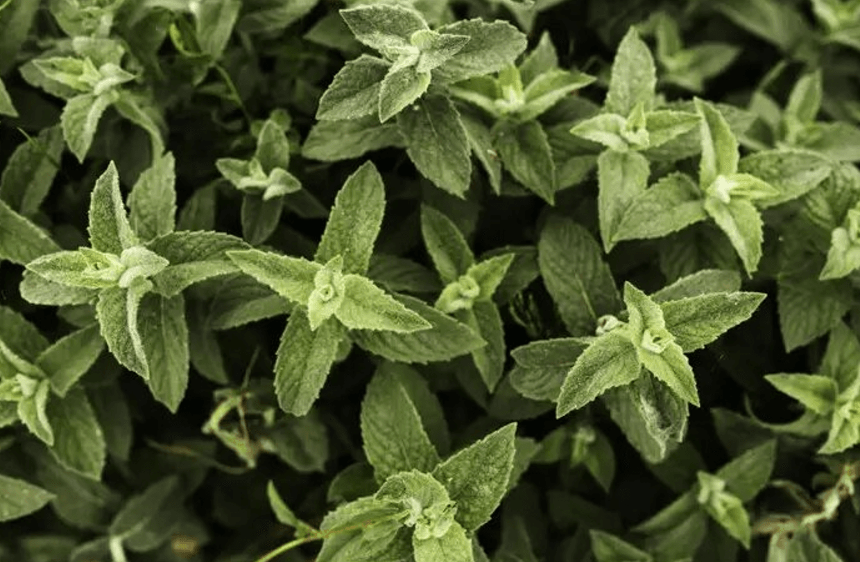 М'ята — природний союзник здоров’я: користь для тіла, нервів