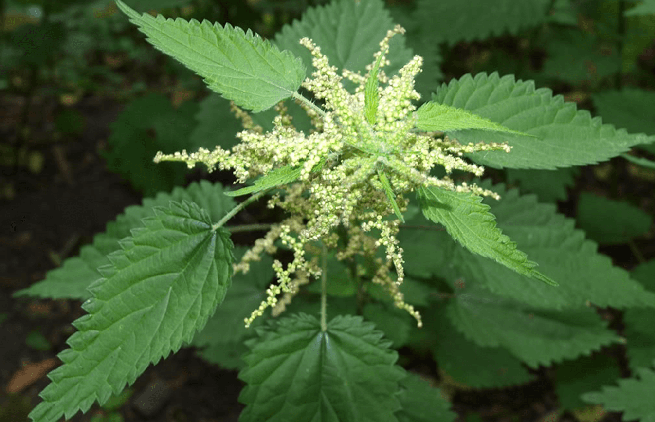 Кропива в народній медицині: як допомагає і коли може зашкодити