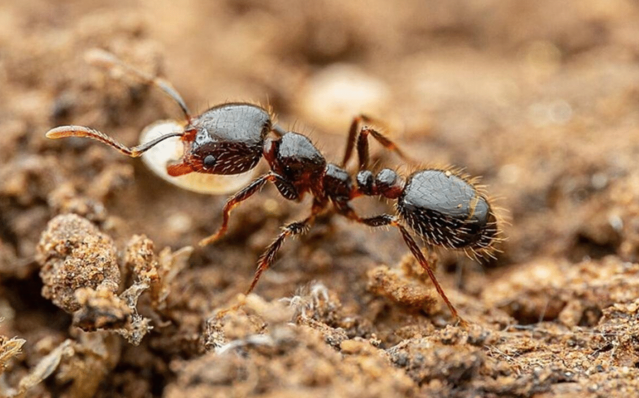 Боремося з мурахами на ділянці за допомогою борної кислоти: простий рецепт