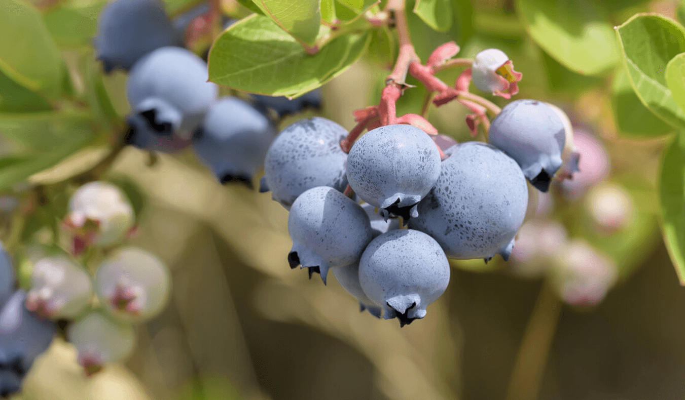Користь лохини для здоров’я: чому її варто додати у щоденний раціон