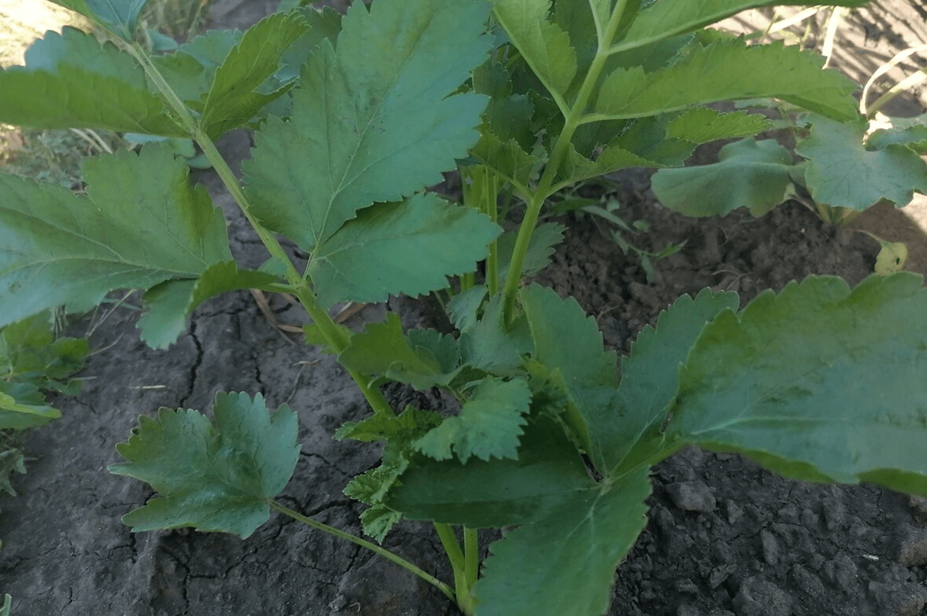 Як виростити один із найсмачніших коренеплодів - пастернак