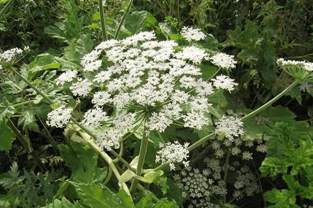 як боротися з борщовиком