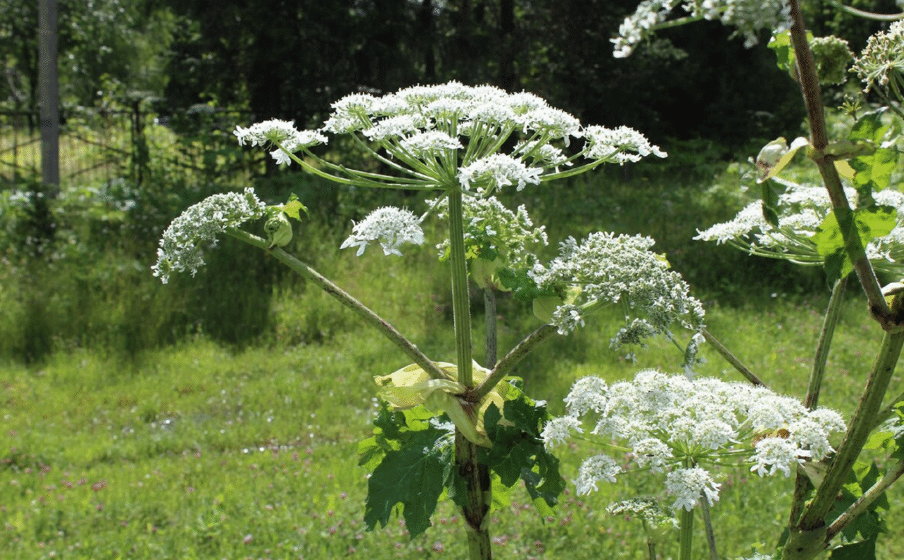 Борщовик Сосновського: як розпізнати, чим небезпечний і як позбутися