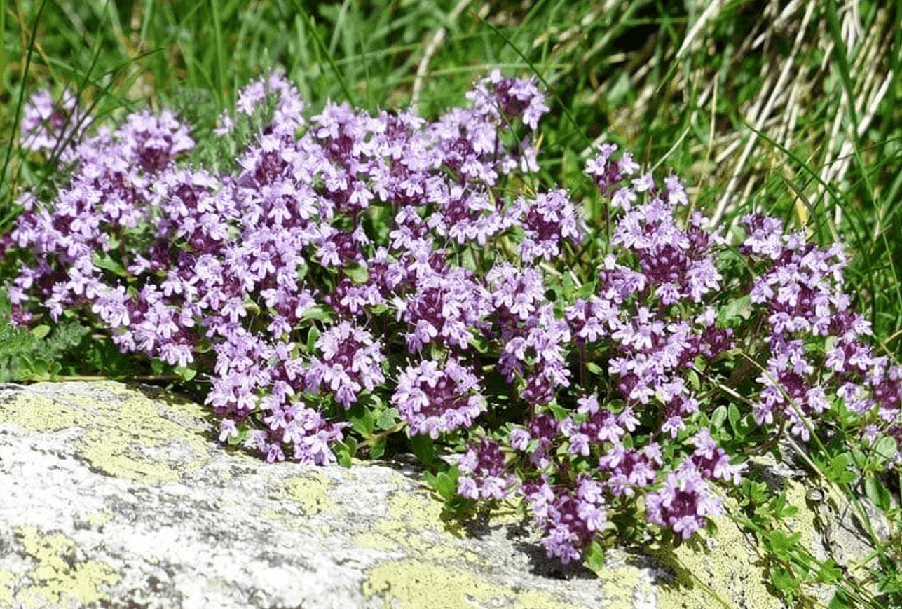 Чебрець: пахне степом, лікує душу і заспокоює шлунок