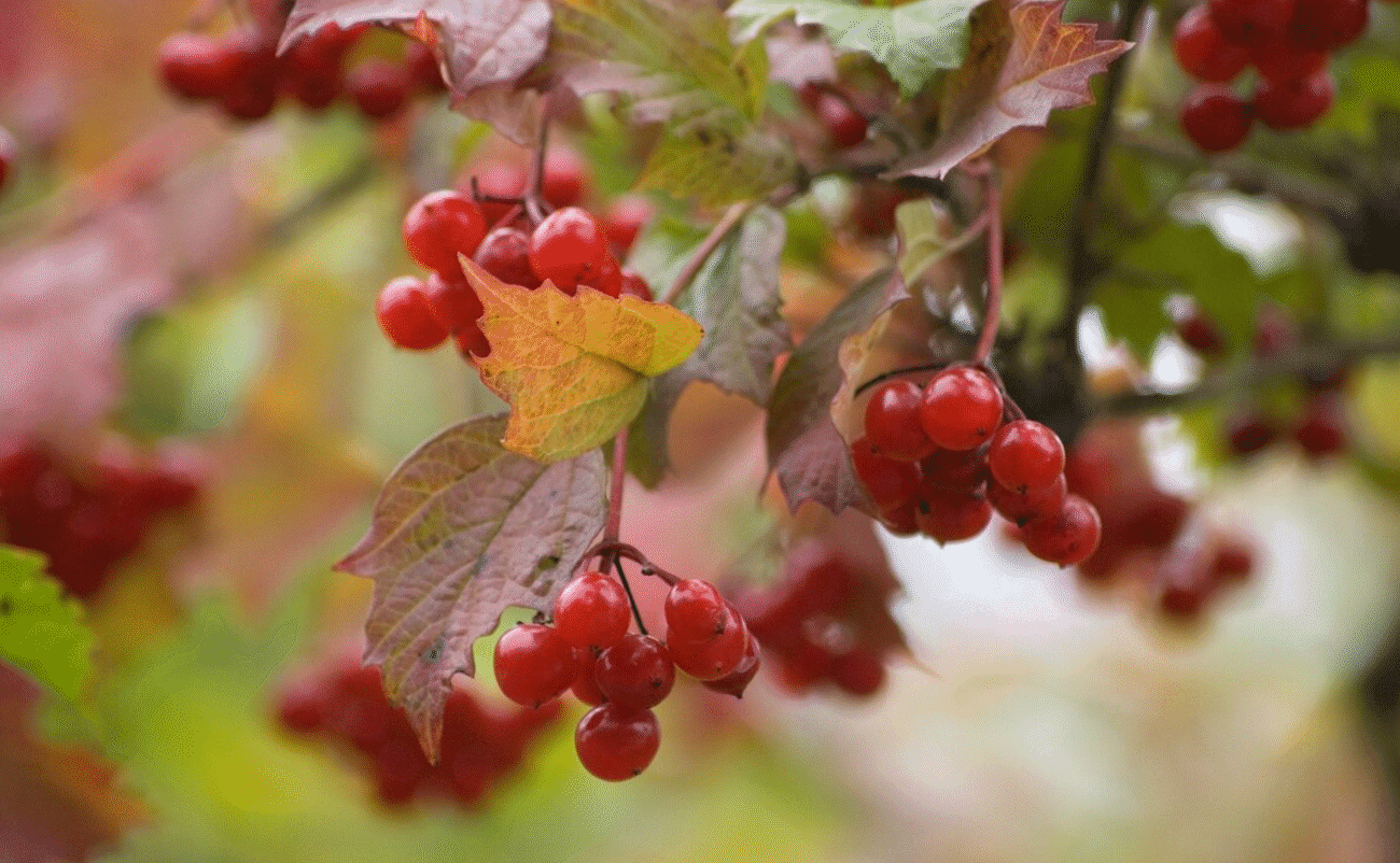 Яка користь калини для здоров’я: лікувальні властивості та застосування
