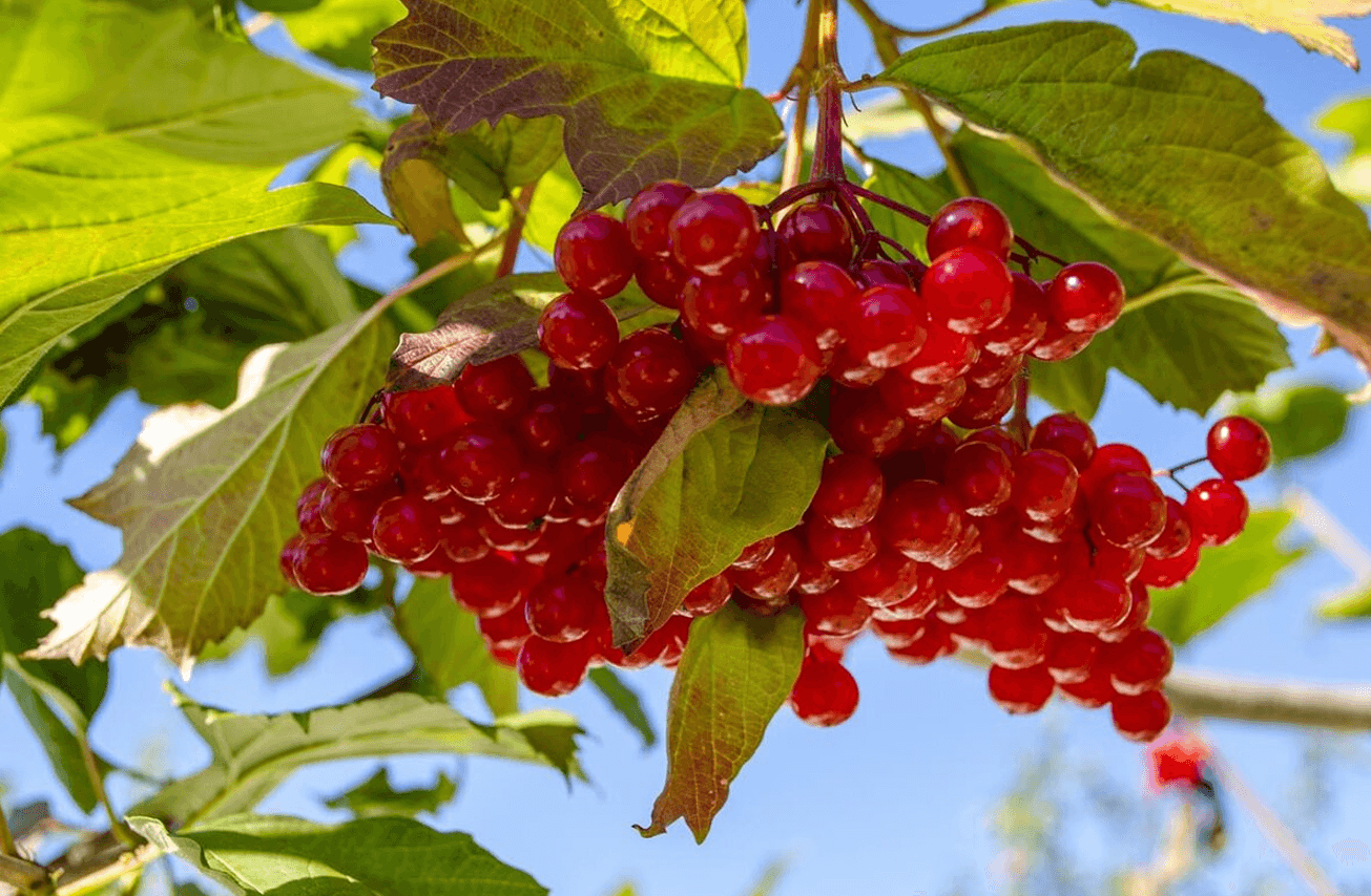 Яка користь калини для здоров’я: лікувальні властивості та застосування