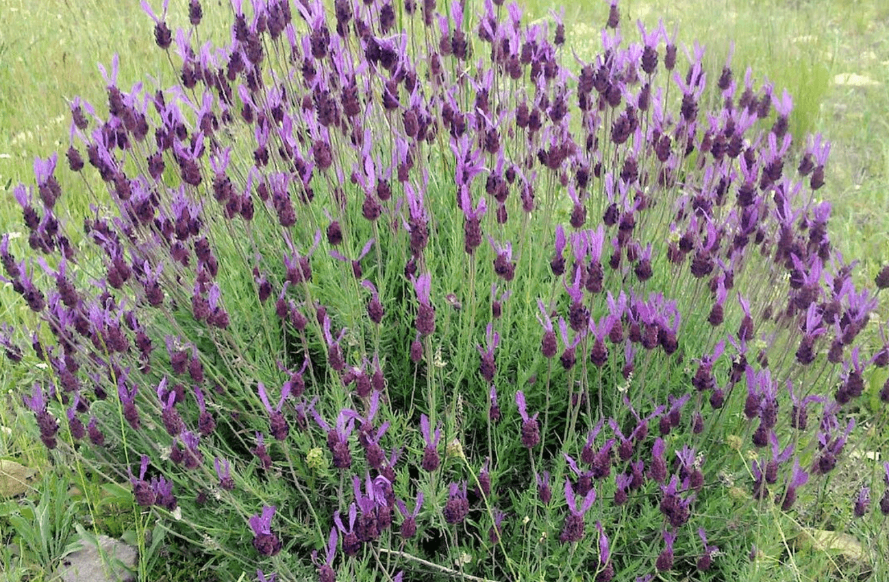 Лаванда в народній медицині: що лікує і як застосовувати