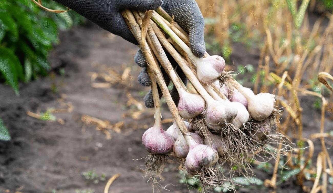 Коли потрібно копати часник: не проґавте момент, щоб не втратити врожай