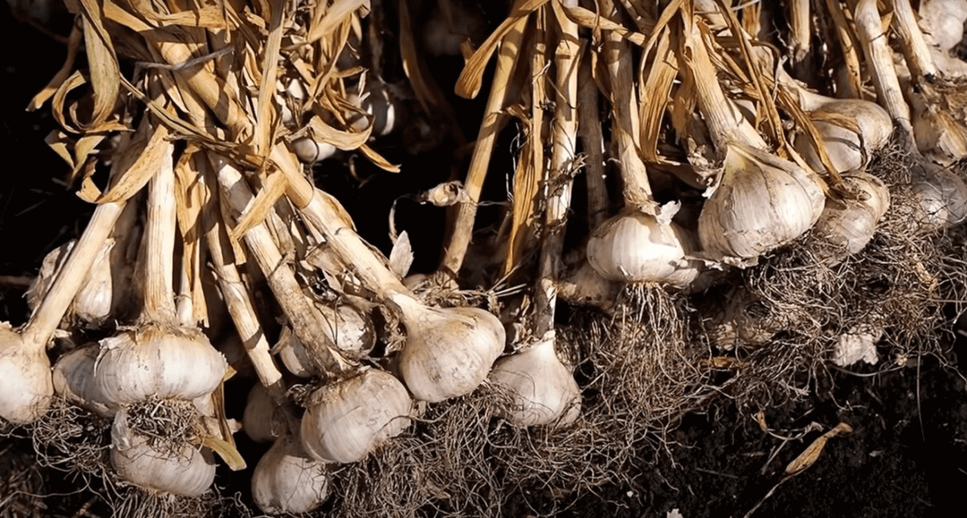 Коли потрібно копати часник: не проґавте момент, щоб не втратити врожай