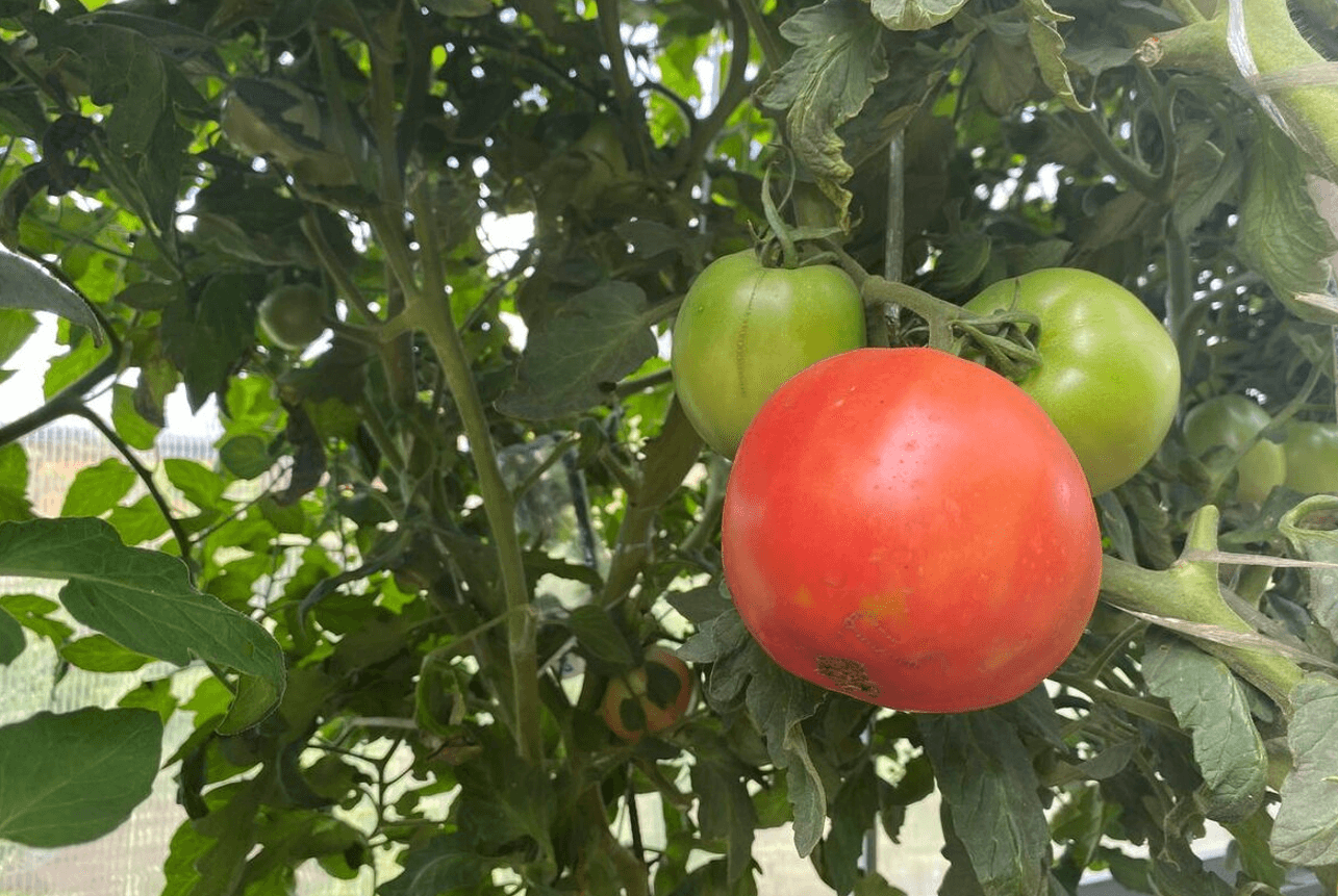 Серпень вирішує все: що треба встигнути зробити в саду до кінця літа