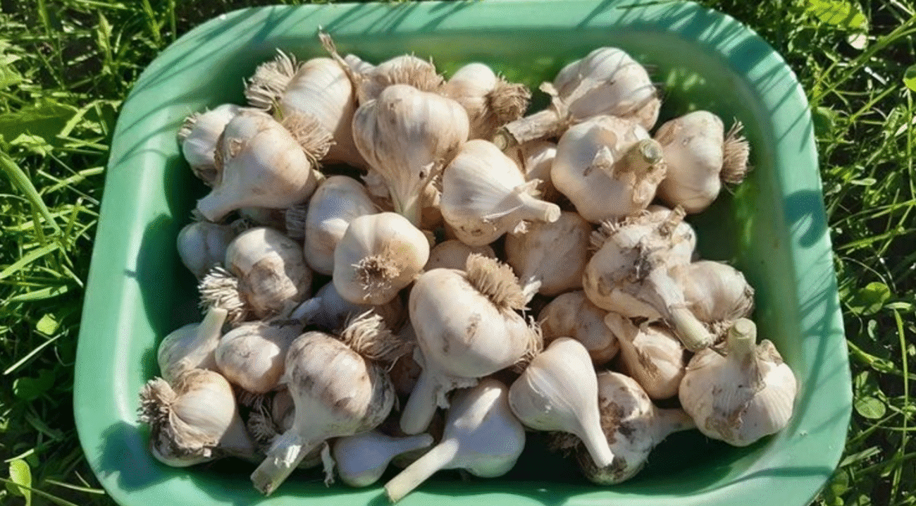 Зібрали часник у липні? Настав час готувати ґрунт до нового врожаю!