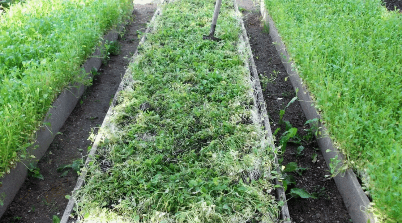 Потрібно встигнути до початку серпня! 7 дій з грядками після цибулі та часнику, щоб підвищити родючість ґрунту