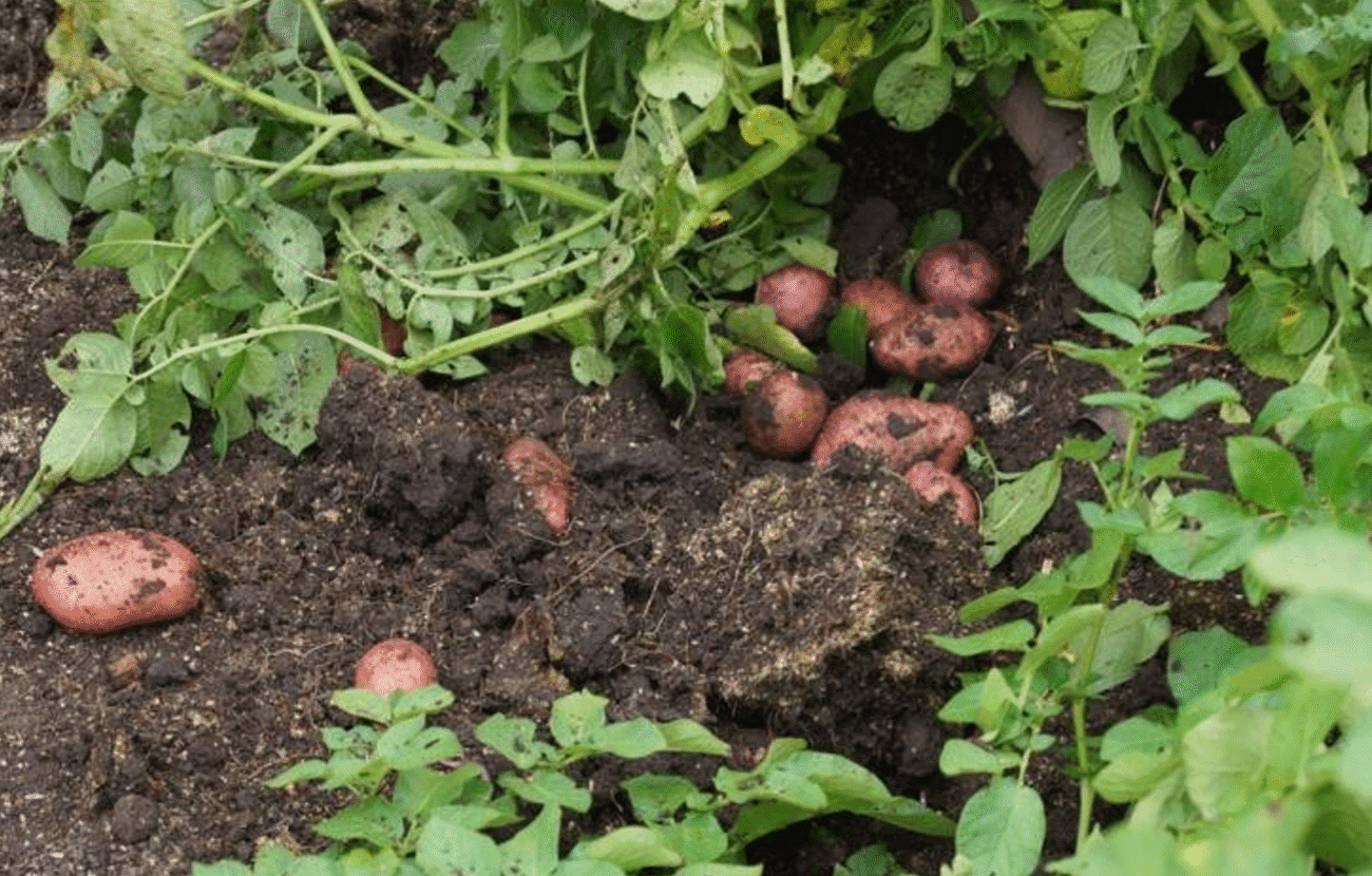 Секрети досвідчених дачників: що обов’язково зробити на грядках у серпні