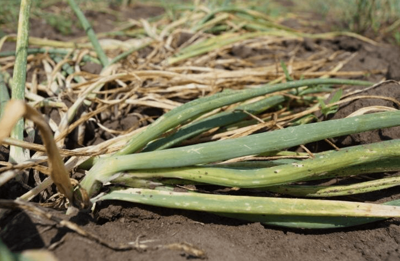 Секрети досвідчених дачників: що обов’язково зробити на грядках у серпні