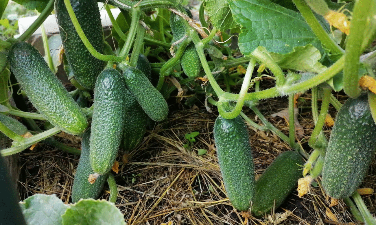 Павутинний кліщ на огірках у теплиці: як боротися ефективно та безпечно