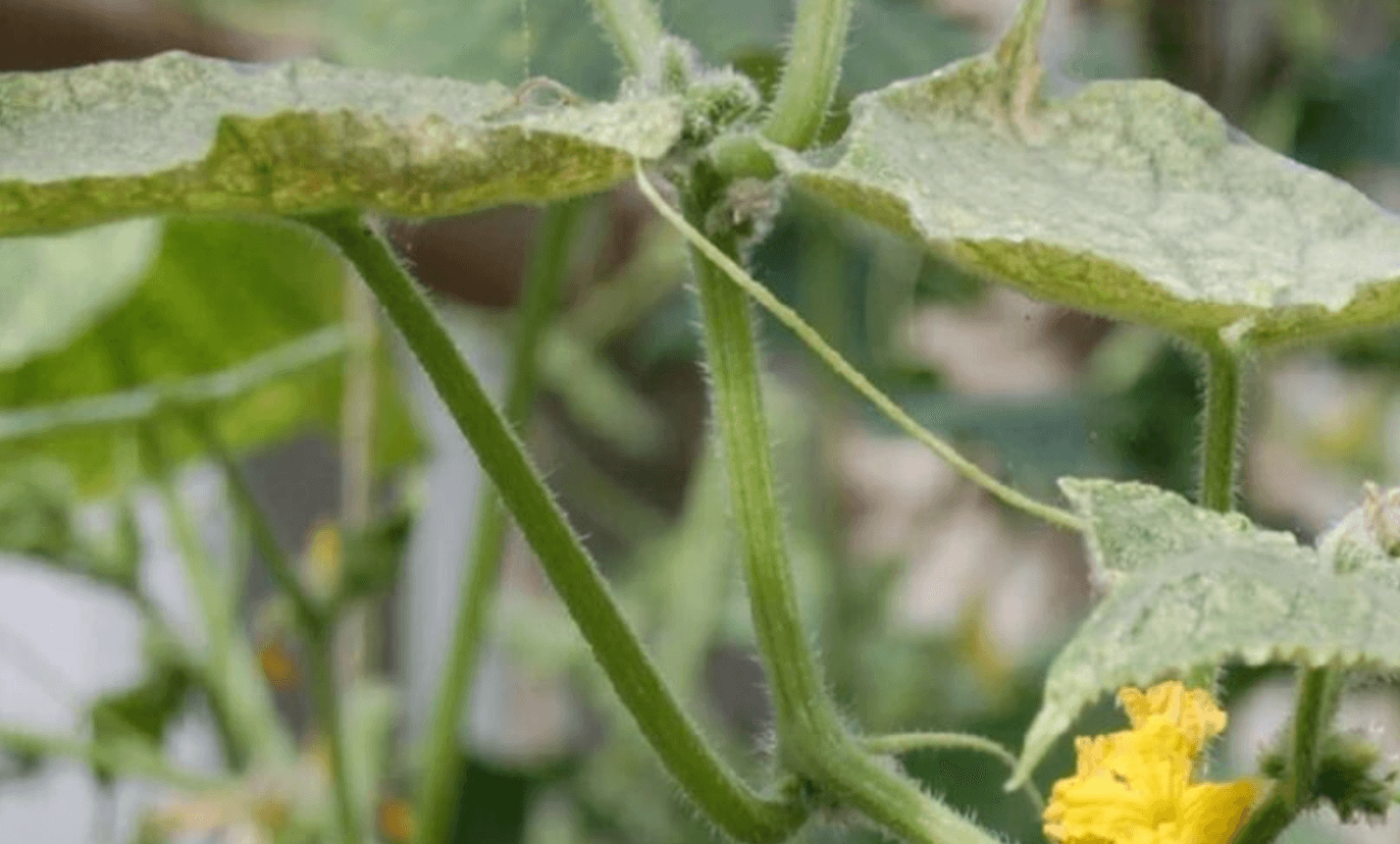 Павутинний кліщ на огірках у теплиці: як боротися ефективно та безпечно