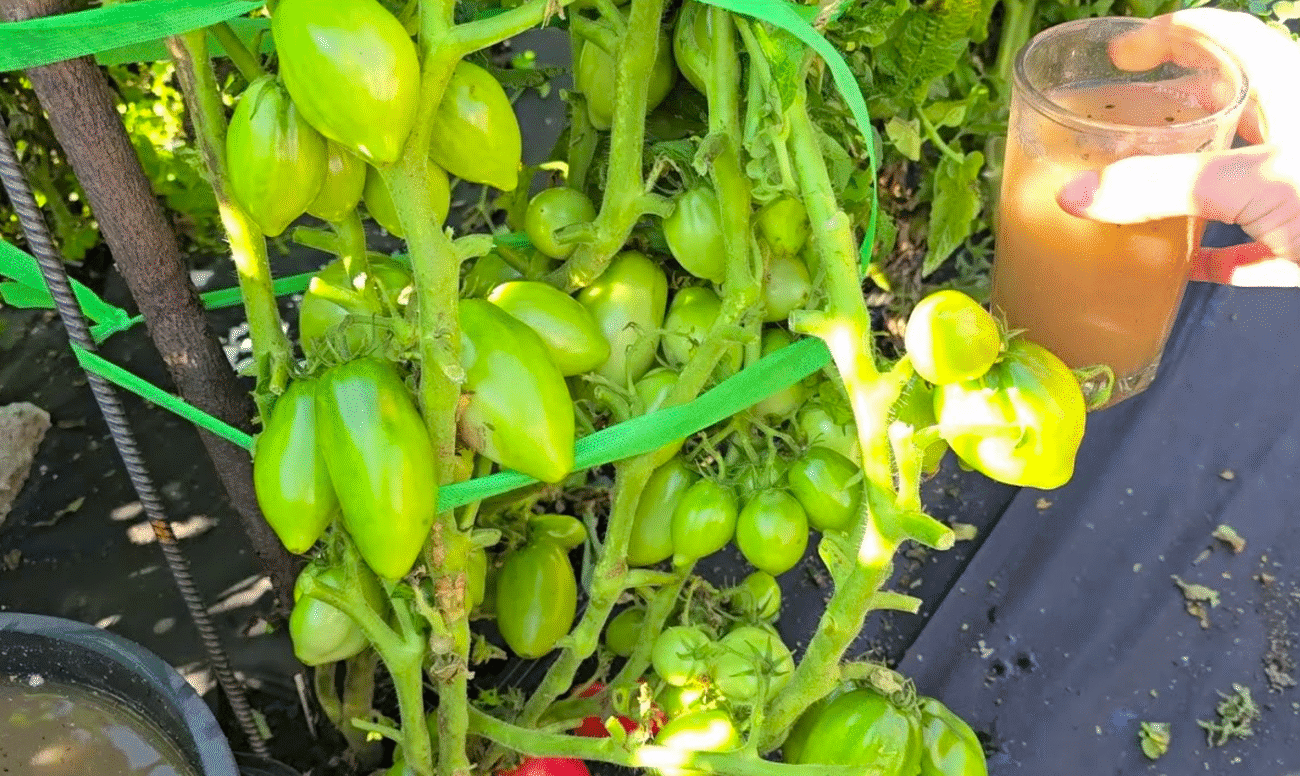 Фінальне Підживлення для помідорів, огірків, перцю! Врожай збираю відрами