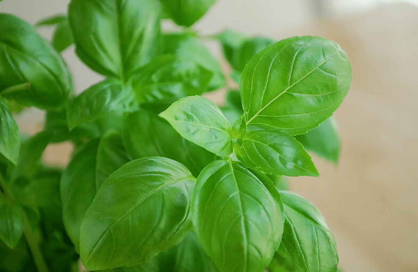 Базилік на підвіконні: головні правила посадки та догляду
