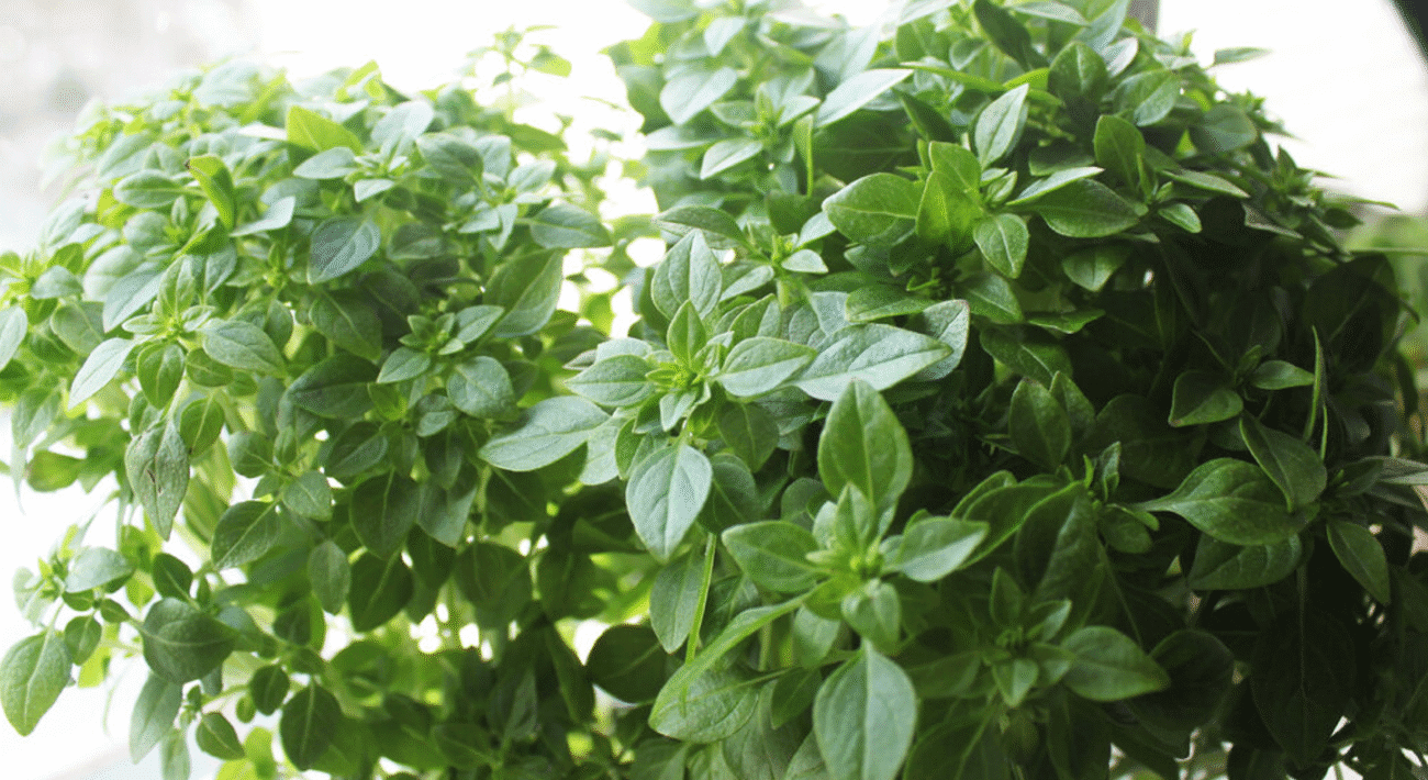 Базилік на підвіконні: головні правила посадки та догляду