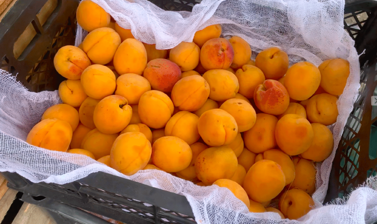 Абрикосове варення варю щороку за простим і перевіреним рецептом! Це "ВАУ" варення, якому нема рівних