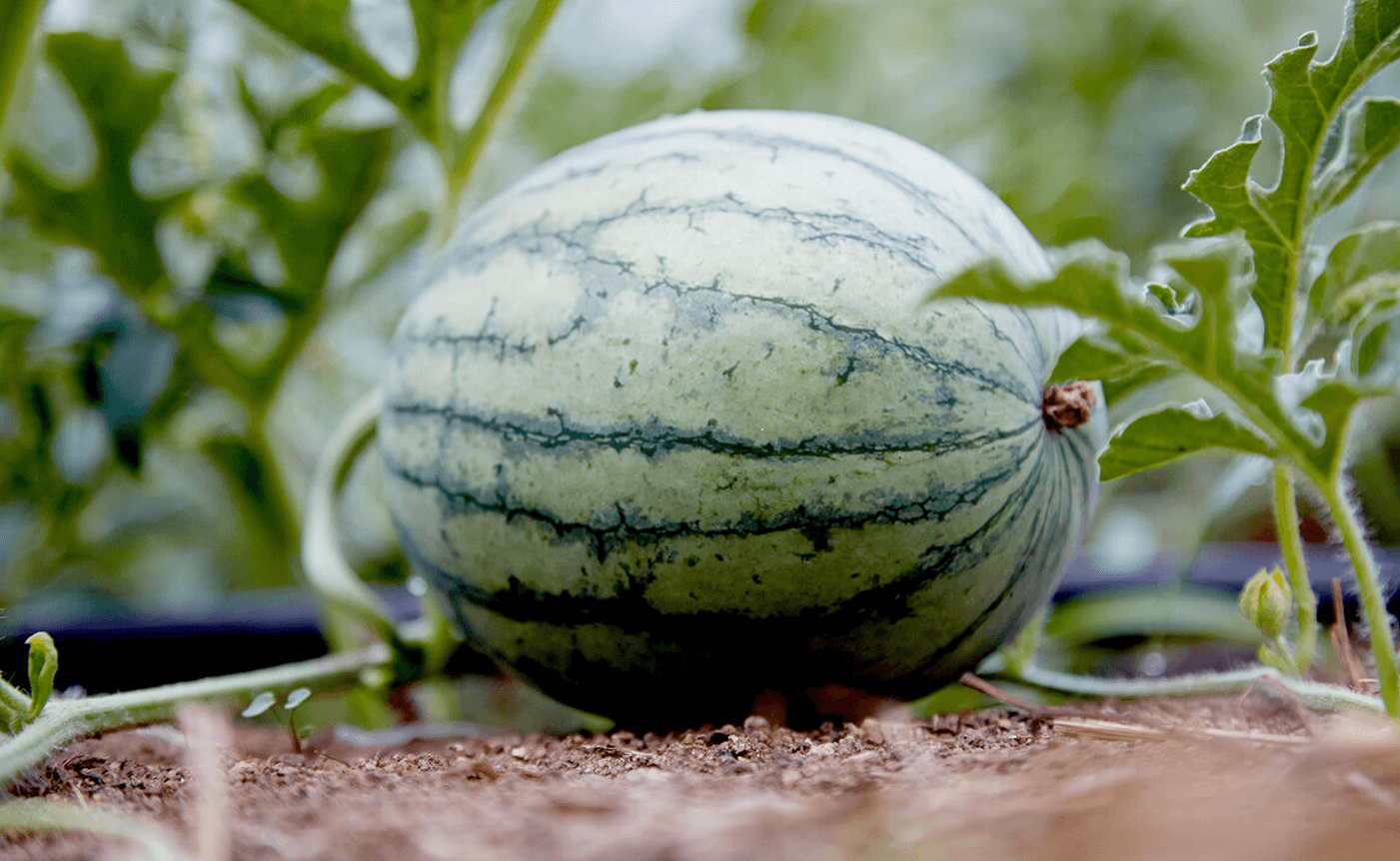 7 неймовірних причин їсти кавун щодня