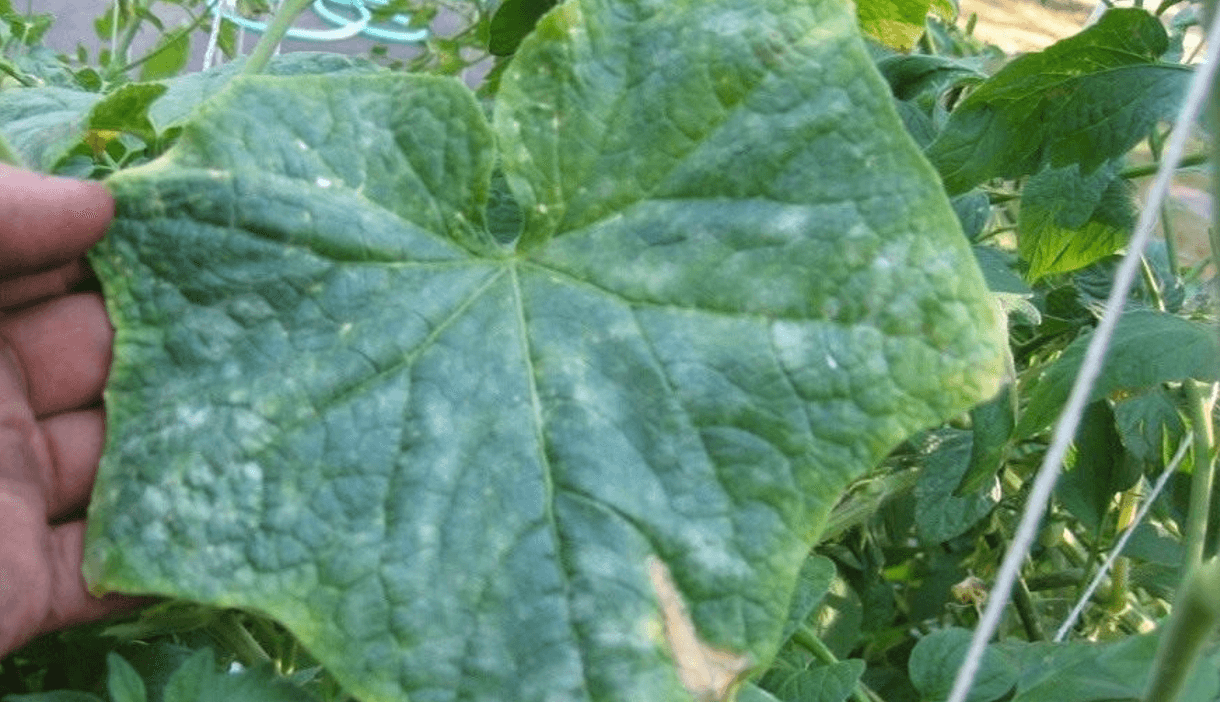 марганцівка