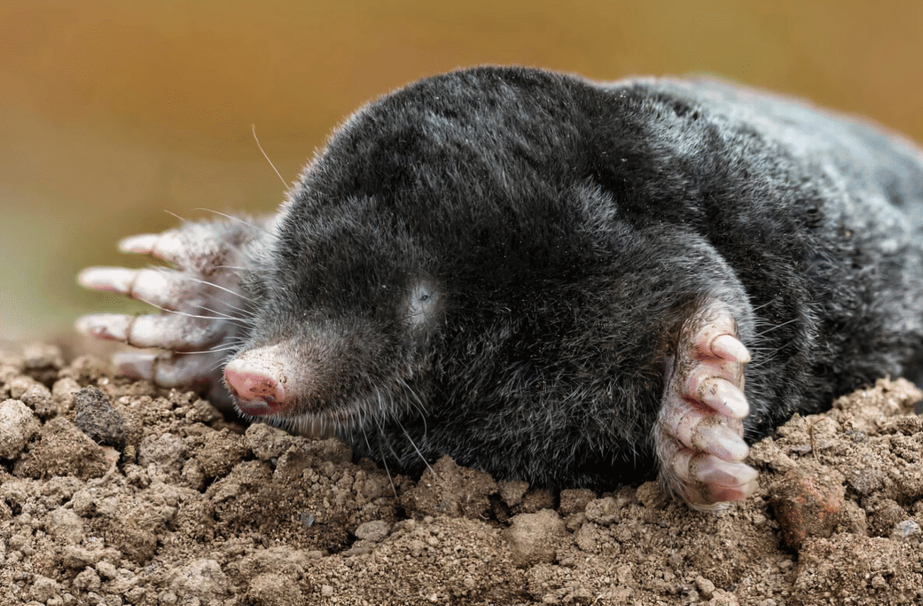 Як боротись з кротами на городі: ефективні методи та народні засоби