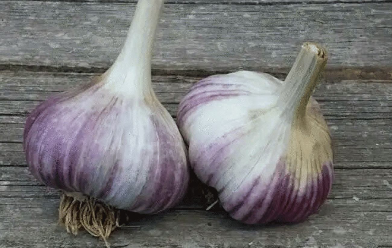 Щоб часник не згнив і не висох – запам’ятайте ці 3 хитрощі перед збиранням