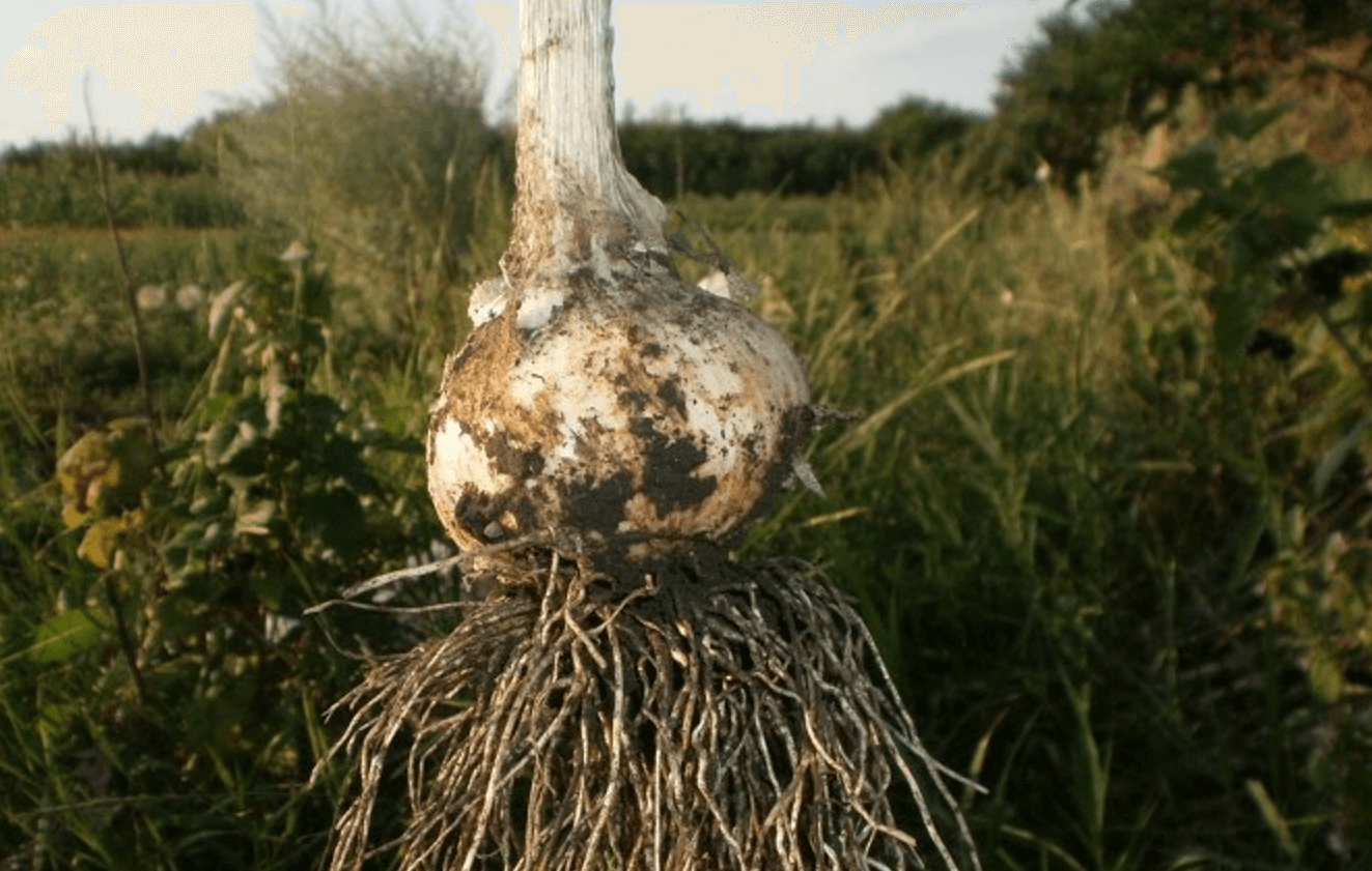 Щоб часник не згнив і не висох - запам’ятайте ці 3 хитрощі перед збиранням