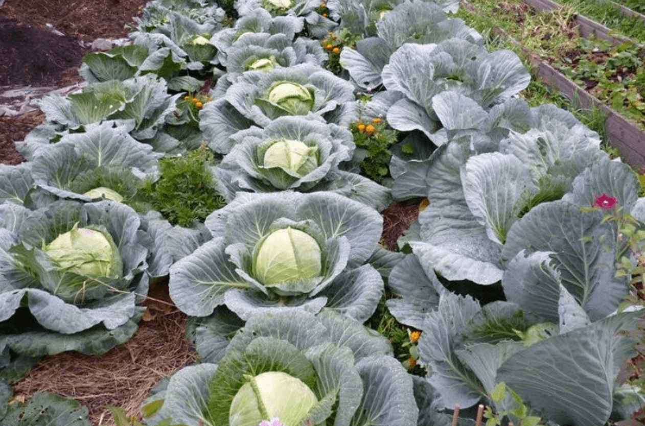 Підживлення капусти в серпні - як отримати щільні й соковиті головки до осені