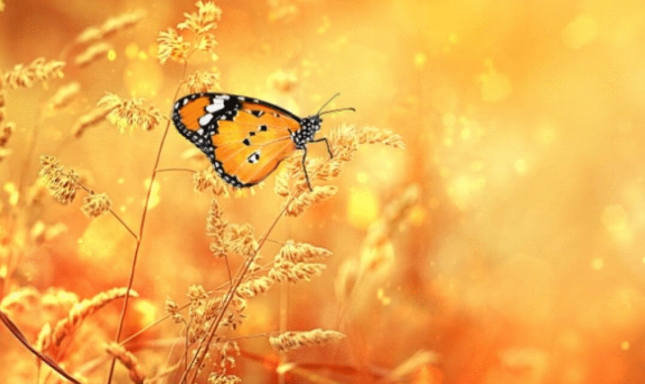 Прогноз погоди в Україні на серпень 2025: температура, опади, поради! Це треба знати