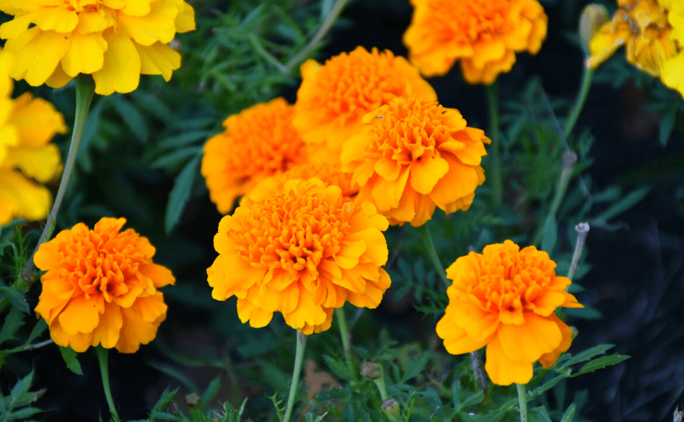 Як чорнобривці можуть захистити ваш сад і допомогти в лікуванні — несподівані факти