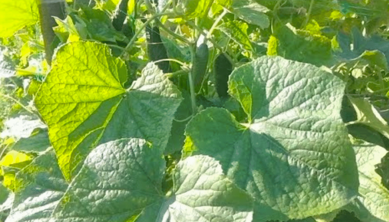 Жовтіє листя на огірках? Перевірений спосіб з зеленкою, який врятує ваш урожай