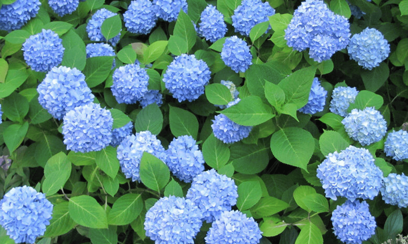 Догляд за гортензією: поради для здорового росту і пишного цвітіння