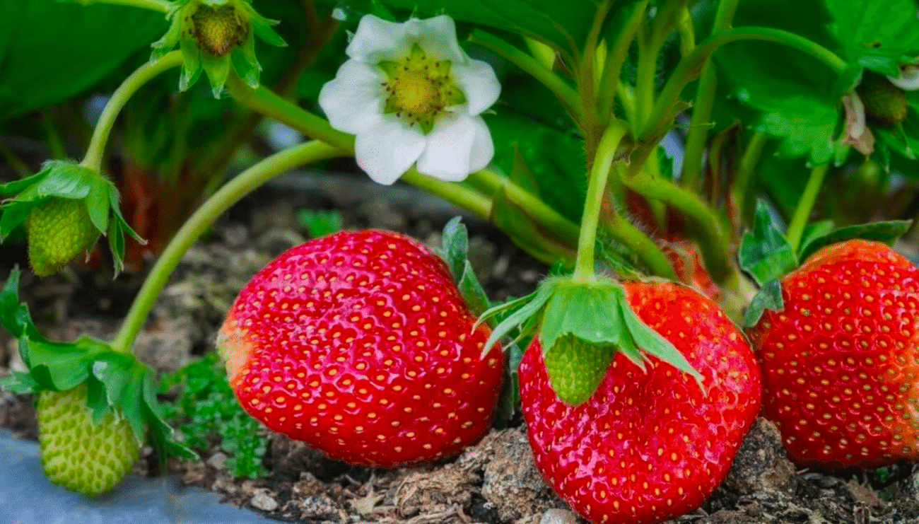 Чому полуниця зацвіла вдруге в серпні: прості пояснення, які варто знати
