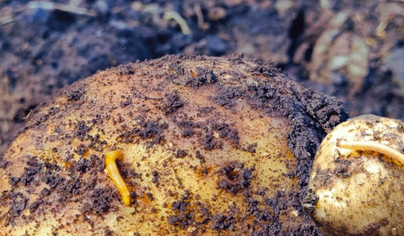 Дротяник у картоплі! Настій часнику, цибулі і гірчиці: назавжди позбулась шкідника